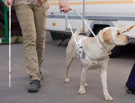 perro guía taxi