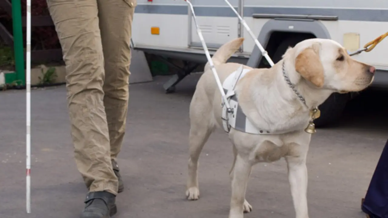 perro guía taxi